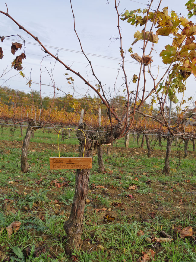 Виноградник на урожай